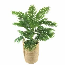 Best reviews of 🧨 LCG Sales, Inc Areca Palm in Deco Boho Basket 🥰